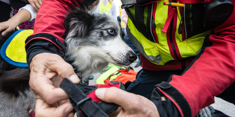 Rettungshundestaffel